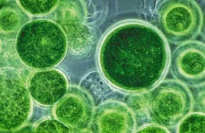 Clorella, la microalga indispensabile per la tua salute