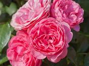 Rosa rosae