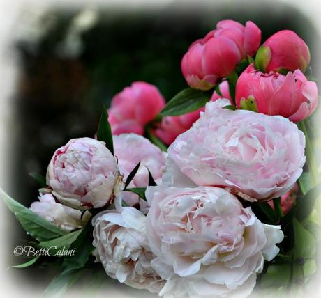 peonie_taste_08_