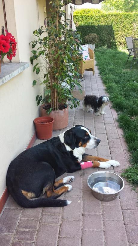 Heidi e il mio giardino...