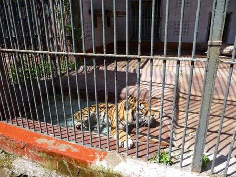 Zoo di Napoli