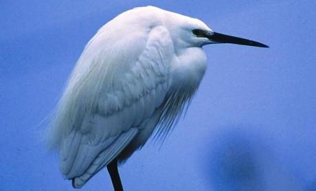 14-Comacchio-Po-Delta-Bird-Fair      logo   05-14