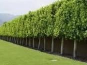 Siepi frangivento