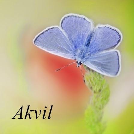 Akvil