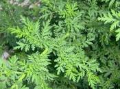 Artemisia