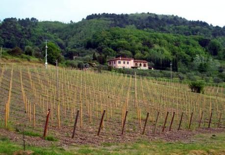 Vigneti nella campagna lucchese