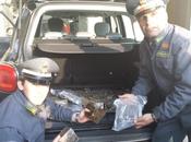 Guardia Finanza Lauria: sequestrati cocaina circa hashis. Arrestati corrieri