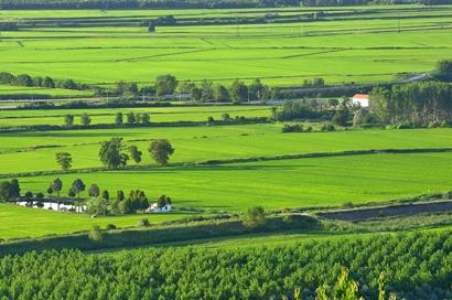 The Green Rice Fields of Vercelli - Photo of Andrea Caranti