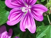 Infuso malva