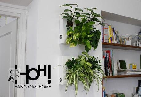 hang oasi home | Foodtrip and More