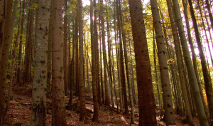 La foresta di Tarvisio, a nord della provincia di Udine (flickr.com)