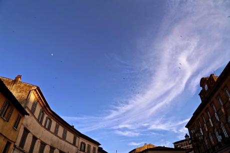 volteggiar di rondini su piazza Girolamo Fabrizio, Acquapendente