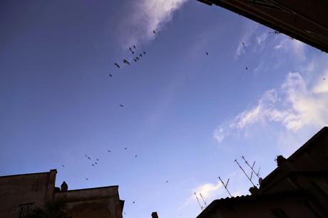 volteggiar di rondini su piazza Girolamo Fabrizio, Acquapendente