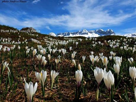 Monte Canin dalle malghe del Montasio-by Andrea Piussi