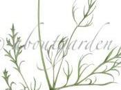 acquarello botanico amour