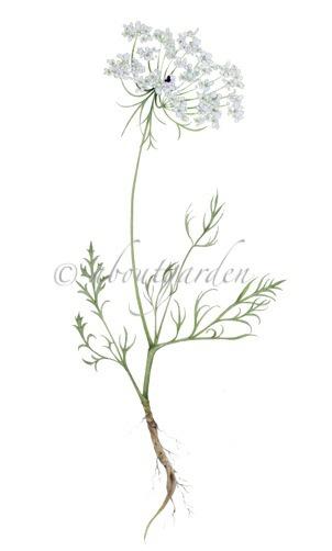 botanic watercolor wild carrot