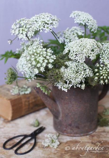 Daucus carota composizione