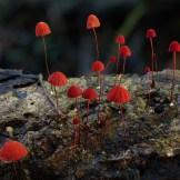I funghi netturbini dell’australiano Steve Axford