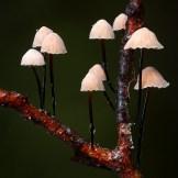 I funghi netturbini dell’australiano Steve Axford