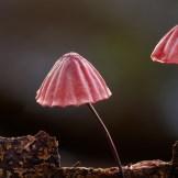 I funghi netturbini dell’australiano Steve Axford