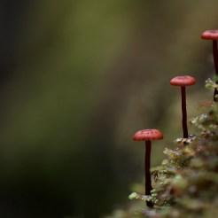 I funghi netturbini dell’australiano Steve Axford