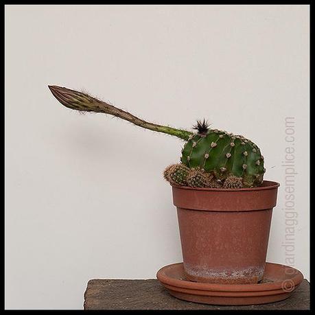 gs670_cactus_fiore