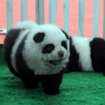 Il cane panda: il nuovo cucciolo che sta spopolando in Cina