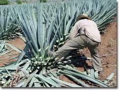 sciroppo d'agave