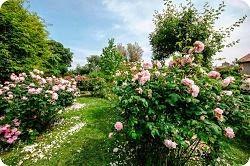Castello Quistini, la straordinaria fioritura delle rose