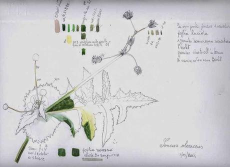 SPECIE COMMESTIBILI - COME SONO A PRIMAVERA - Sketch Soncus oleraceus