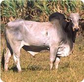 Zebu-1