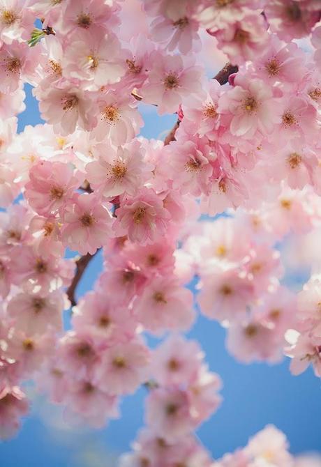 macarons, cakes and flowers