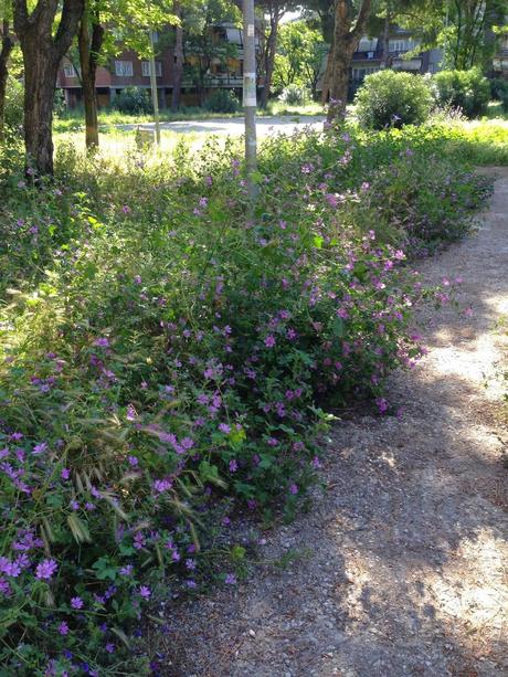 Il non aggettivabile stato delle aree verdi della città. Puoi andare nella savana senza neppure pigliare l'aereo e fare i vaccini