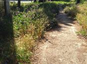 aggettivabile stato delle aree verdi della città. Puoi andare nella savana senza neppure pigliare l'aereo fare vaccini