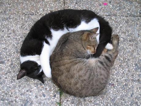 ALIA le ultimissime novità