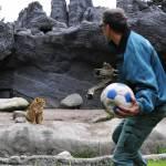 Kevin Richardson, lo zoologo che gioca a calcio con i leoni (video)