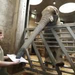 Abu, l’elefante dello zoo di Halle che dipinge con la proboscide (foto)
