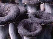 Craterellus cornucopioides