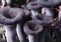 craterelluscornucopioides