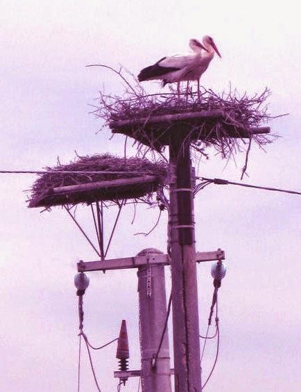 Natura in festa per l'Amazzonia nelle Oasi WWF