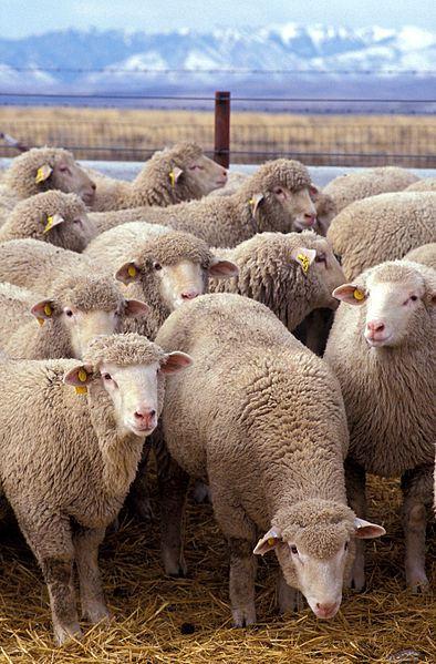 394px-Flock_of_sheep