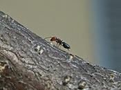 Invertebrati, eusociali
