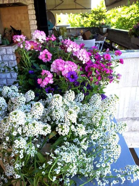 Ho detto basta.......