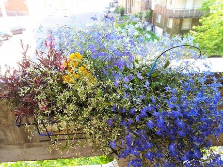 Ho detto basta.......