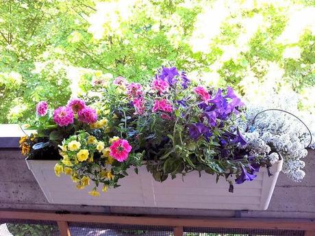 Ho detto basta.......