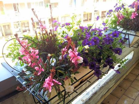 Ho detto basta.......