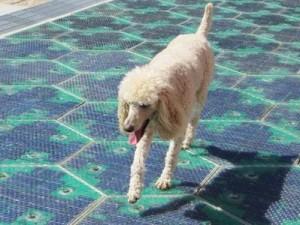 solar-roadways