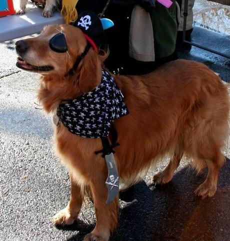 Dutchess, la cagnolina cieca che aiuta i disabili a sentirsi meglio.