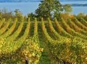 Consorzio Valtènesi Italia Rosa