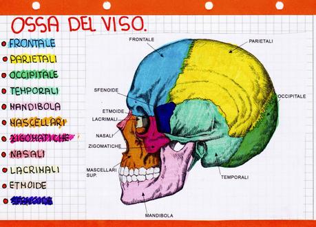 Lo scheletro della testa: lavori realizzati dalla I EST